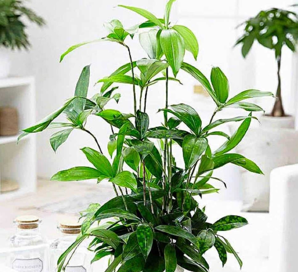 Ý nghĩa phong thủy của cây Trúc Nhật Vàng